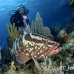 grouper_nassau_3fw_lc_h_0476_cay3112.jpg